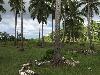 25001sqm Mixed use lot for Sale in Danao Bohol